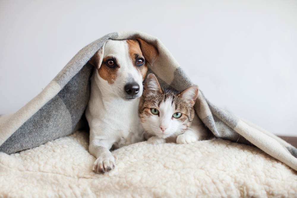 Pet's Under a Blanket